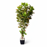 Artificial Matte Croton Plant Decor - 150cm (5ft)